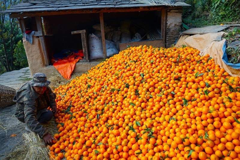 तनहुँमा यस बर्ष ४२ करोड ५० लाख बराबरको सुन्तला बिक्री,