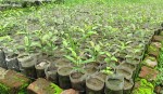 धुलिखेलको ‘जन्मोत्सव उद्यान’मा एक हजार बिरुवा रोपिँदै, समाजका प्रतिष्ठित व्यक्तिको सहभागिता