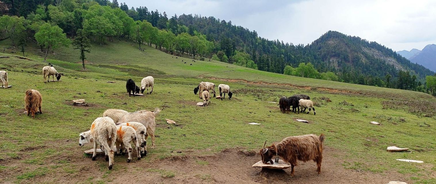 गोठालो भत्ता’ ले उत्साहित जुम्ली किसान, दुई सय बढीले दिए आवेदन