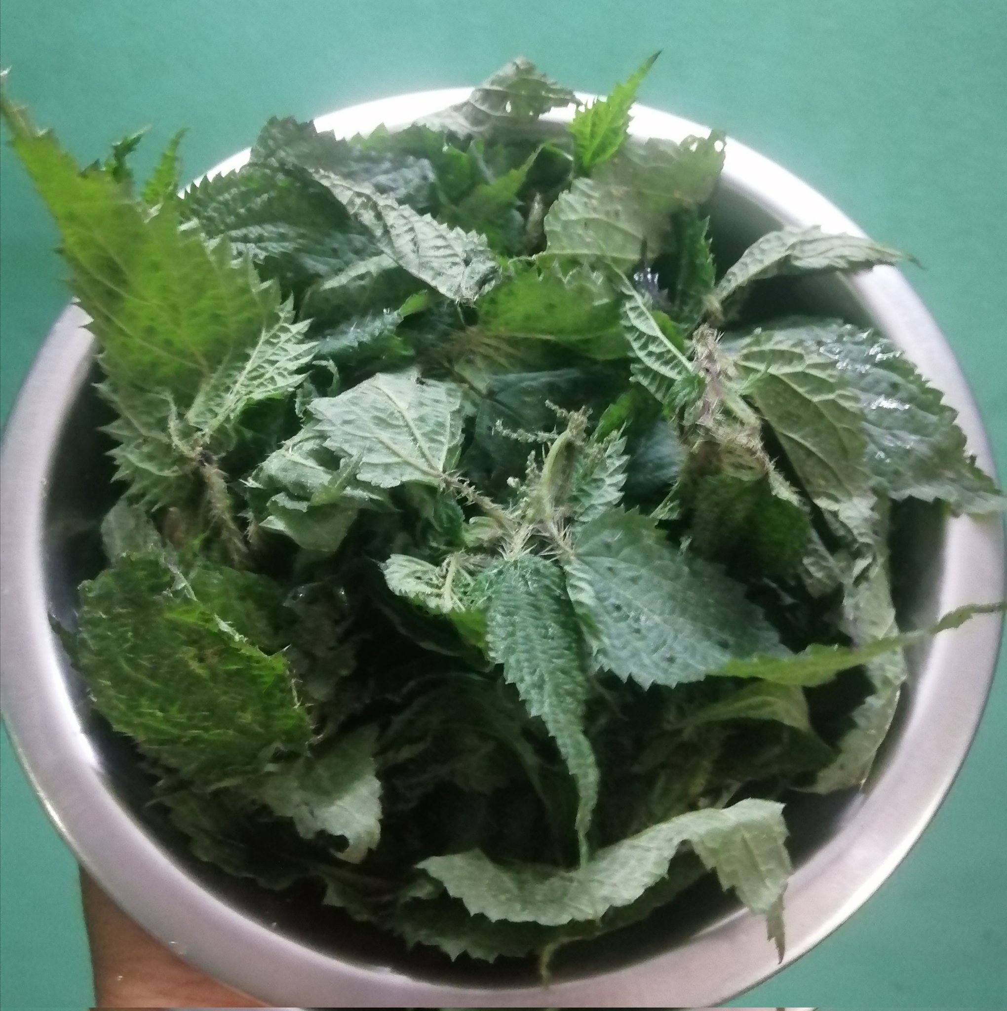 सिस्नु: साग तरकारी वनस्पति मात्र होइन पहाडको पहिचान हो!