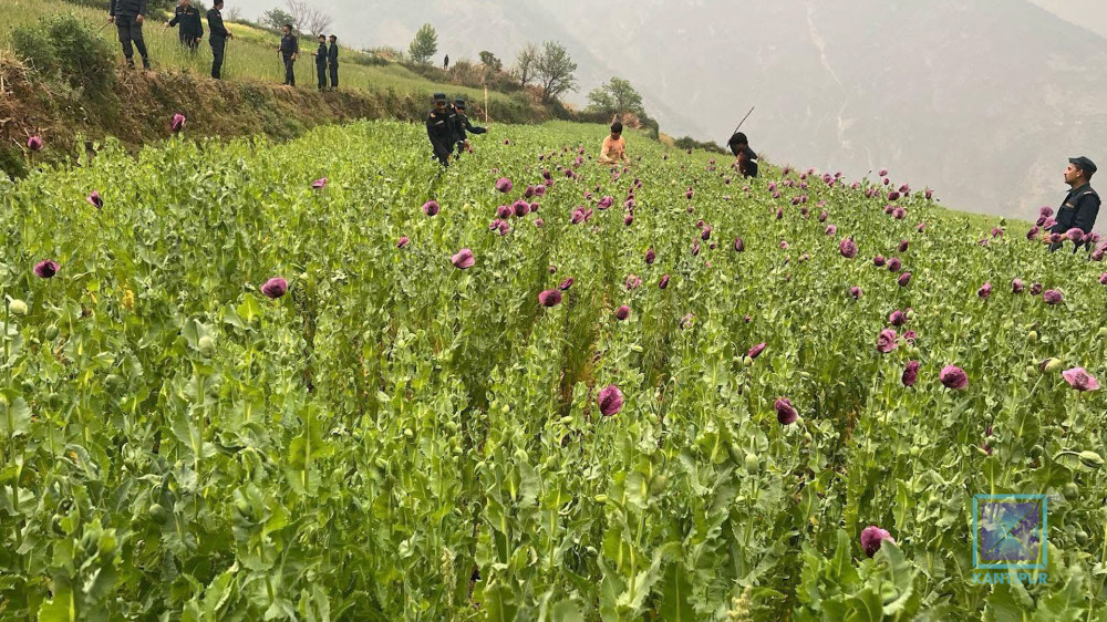 जाजरकोटमा अवैध रूपमा लगाइएको अफिम नष्ट गरिएको छ,