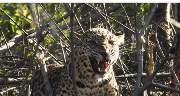 बर्दियामा चितुवाको आक्रमणबाट महिलाको मृत्यु