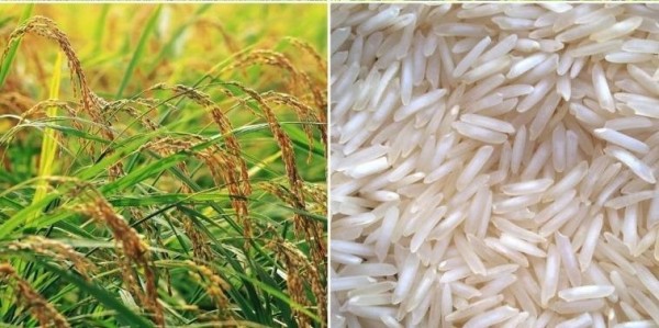 वीरगञ्ज नाका हुँदै सात महिनामा आठ अर्ब ६८ करोडको धान-चामल आयात