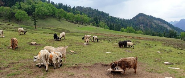 गोठालो भत्ता’ ले उत्साहित जुम्ली किसान, दुई सय बढीले दिए आवेदन
