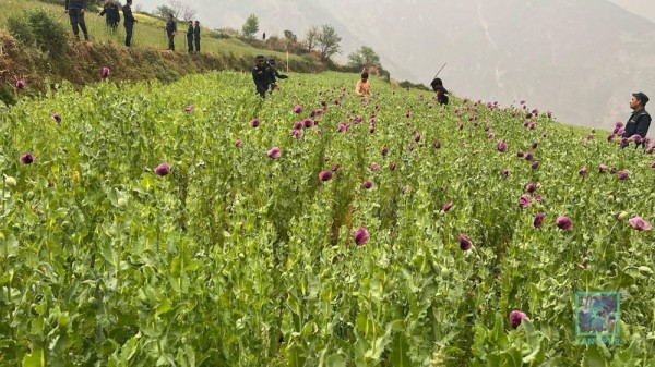 जाजरकोटमा अवैध रूपमा लगाइएको अफिम नष्ट गरिएको छ,