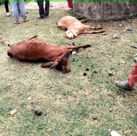 कुशे गाउँपालिका–२ टालेगाउँस्थित स्वास्थ्य चौकीमा गएराति परेको चट्याङका कारण संरचनात्मक क्षतिसँगै स्थानीयको जनावरसमेत मरेका छन्।