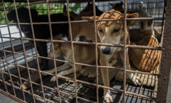 इन्डोनेसियाको राजधानी जकार्तामा कडा कदम : रेबिज रोकथामका लागि कुकुर, बिरालो र चमेरोको मासु बिक्री–उपभोगमा पूर्ण प्रतिबन्ध