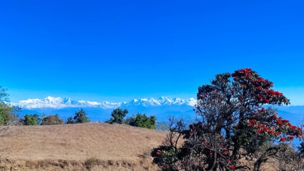 लिम्चुङबुङमा ऐतिहासिक वृक्षरोपण कार्यक्रम हुँदै, दुई हजार धुपी सल्लाको विरुवा रोपिने