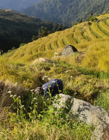 जाजरकोटमा वर्षाले पाक्दै गरेको धानबालीमा ठूलो क्षति, किसान चिन्तित