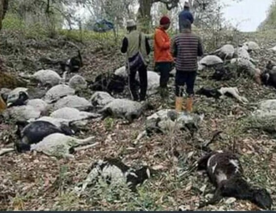 जाजरकोटमा अज्ञात रोगका कारण दुई सय भन्दा बढी भेडा मरे