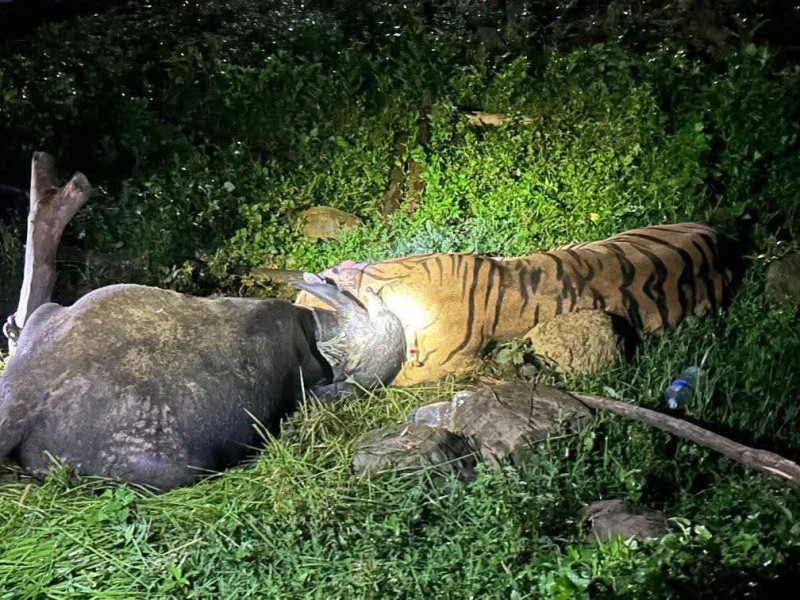 बर्दियामा ३ दिनको अथक प्रयासपछि पाटे बाघ नियन्त्रणमा 🐅