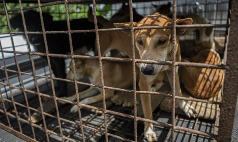 इन्डोनेसियाको राजधानी जकार्तामा कडा कदम : रेबिज रोकथामका लागि कुकुर, बिरालो र चमेरोको मासु बिक्री–उपभोगमा पूर्ण प्रतिबन्ध