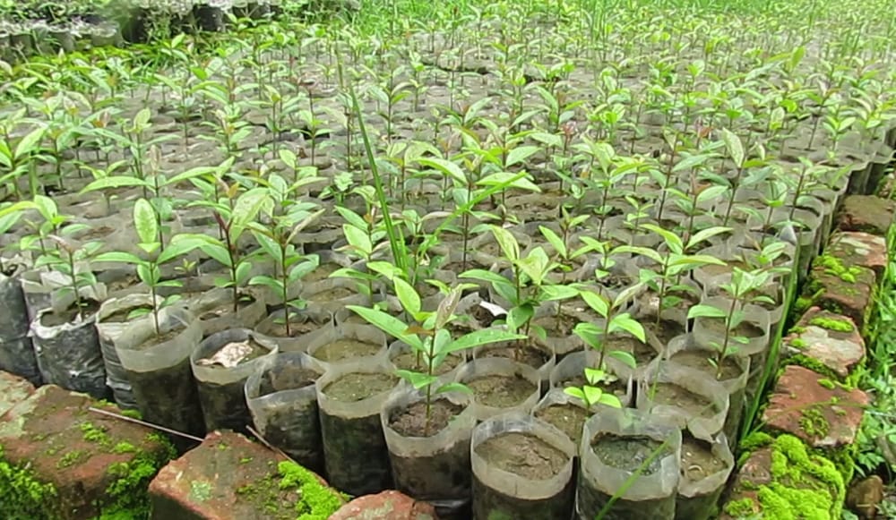 धुलिखेलको ‘जन्मोत्सव उद्यान’मा एक हजार बिरुवा रोपिँदै, समाजका प्रतिष्ठित व्यक्तिको सहभागिता