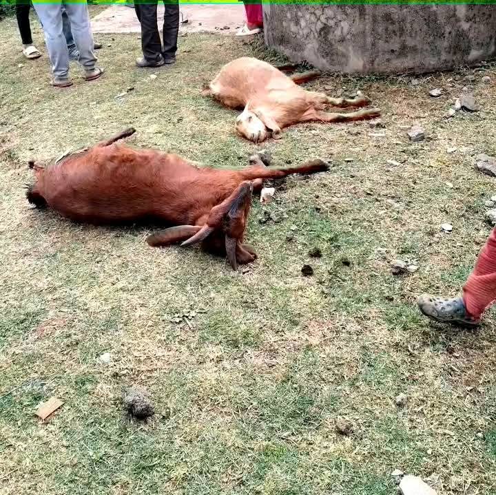 कुशे गाउँपालिका–२ टालेगाउँस्थित स्वास्थ्य चौकीमा गएराति परेको चट्याङका कारण संरचनात्मक क्षतिसँगै स्थानीयको जनावरसमेत मरेका छन्।