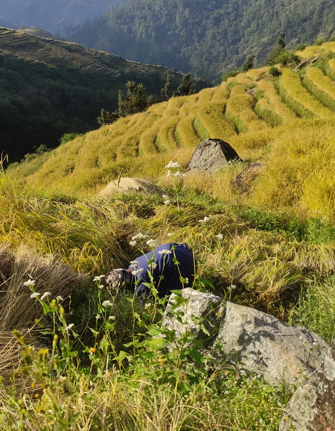 जाजरकोटमा वर्षाले पाक्दै गरेको धानबालीमा ठूलो क्षति, किसान चिन्तित