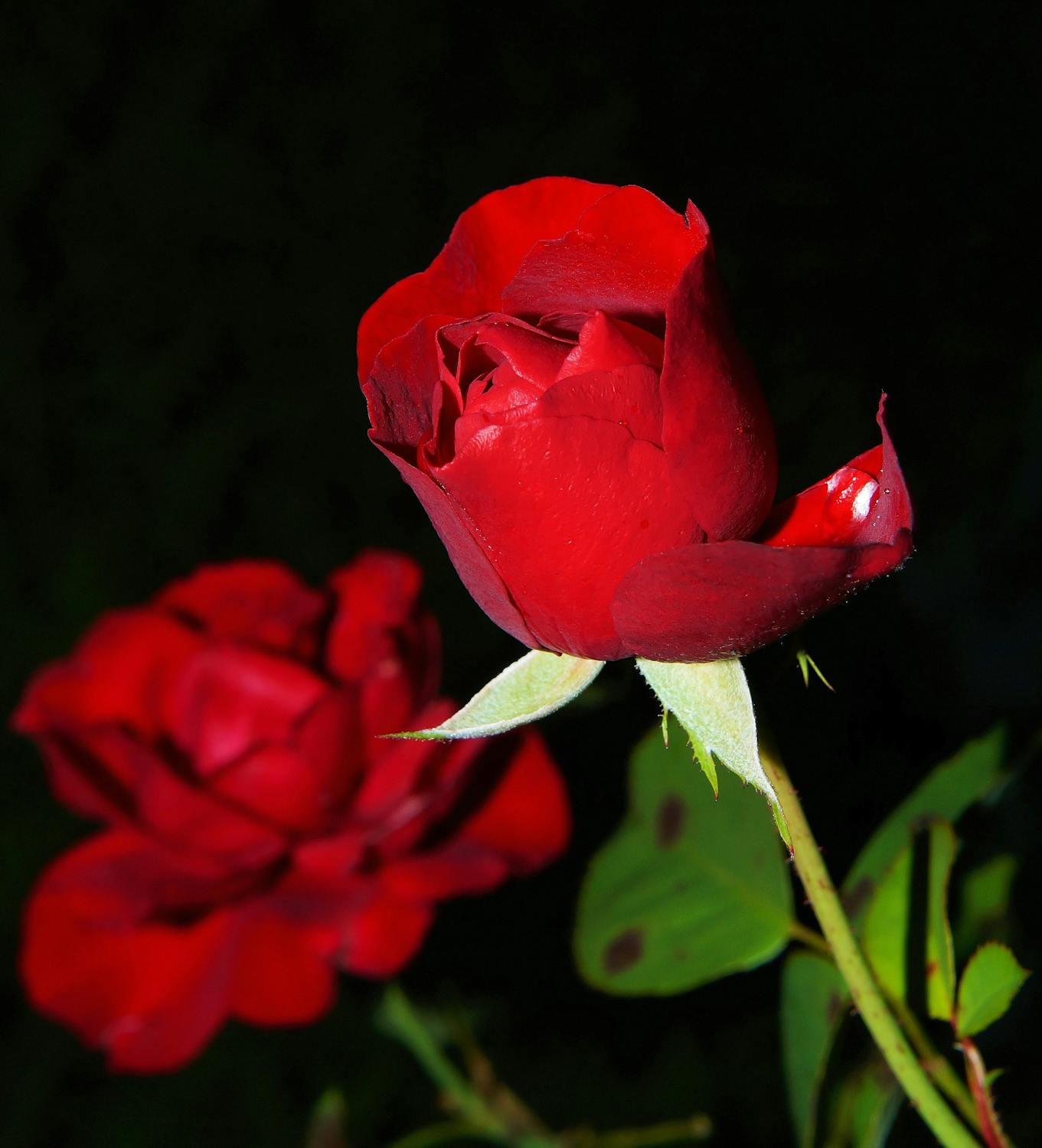 रातो गुलाफको विग्यान