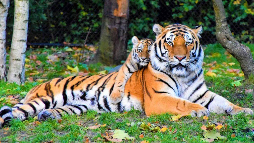 बाघ संख्या धेरै, समस्या पनि धेरै: अब के गर्ने नेपाल?